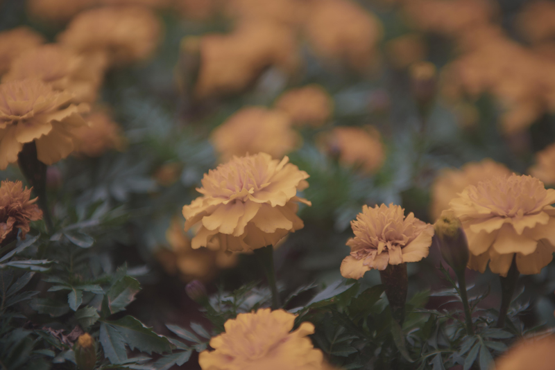 花园式工厂